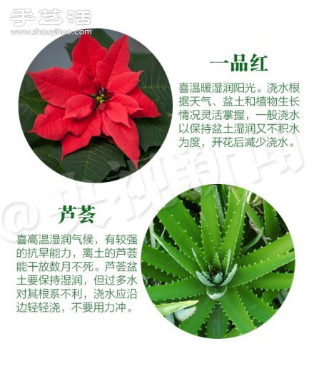 18種家里常種花草植物的正確澆水方法 -  itrip.net.cn