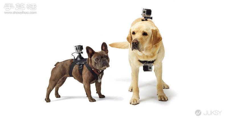 狗狗專用第一人稱GoPro攝影機專用套件！ -  itrip.net.cn