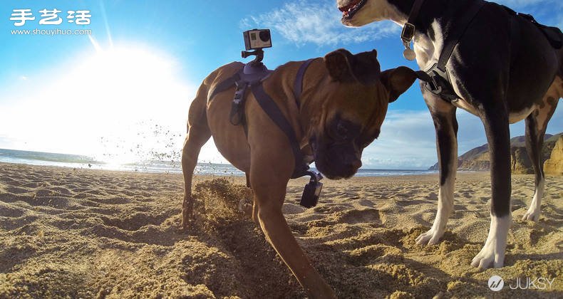 狗狗專用第一人稱GoPro攝影機專用套件！ -  itrip.net.cn