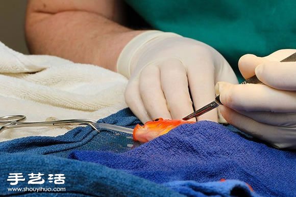 這位主人決定為10歲大的金魚進(jìn)行腦部手術(shù) -  itrip.net.cn