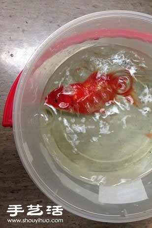 這位主人決定為10歲大的金魚進(jìn)行腦部手術(shù) -  itrip.net.cn
