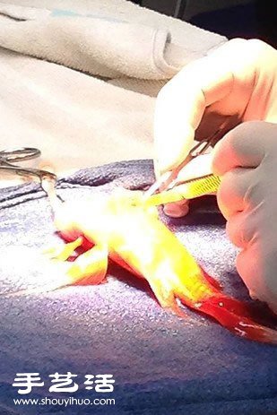 這位主人決定為10歲大的金魚進(jìn)行腦部手術(shù) -  itrip.net.cn