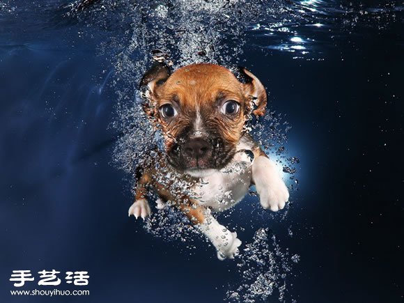 攝影師指導(dǎo)小狗游泳 捕捉可愛又自然的畫面 -  itrip.net.cn