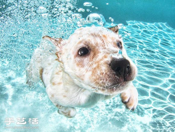 攝影師指導(dǎo)小狗游泳 捕捉可愛又自然的畫面 -  itrip.net.cn