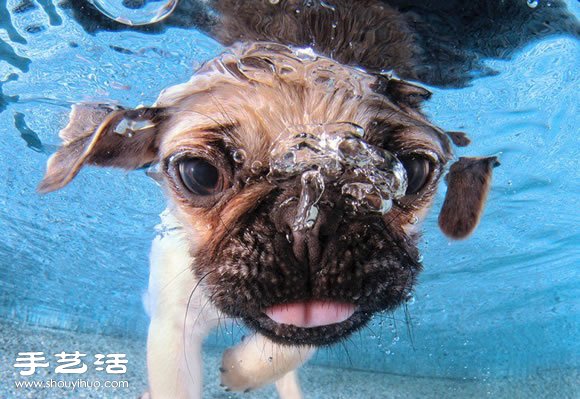攝影師指導(dǎo)小狗游泳 捕捉可愛又自然的畫面 -  itrip.net.cn