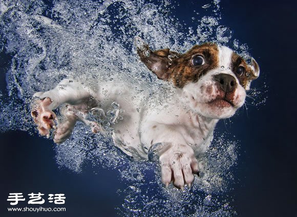 攝影師指導(dǎo)小狗游泳 捕捉可愛又自然的畫面 -  itrip.net.cn