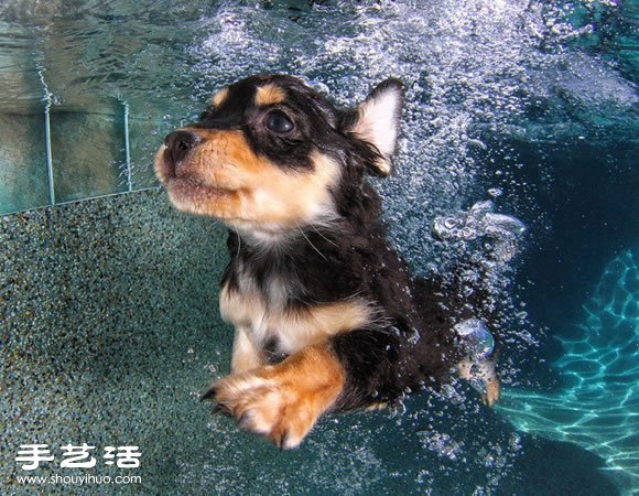 攝影師指導(dǎo)小狗游泳 捕捉可愛又自然的畫面 -  itrip.net.cn