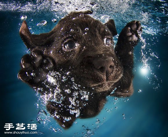 攝影師指導(dǎo)小狗游泳 捕捉可愛又自然的畫面 -  itrip.net.cn