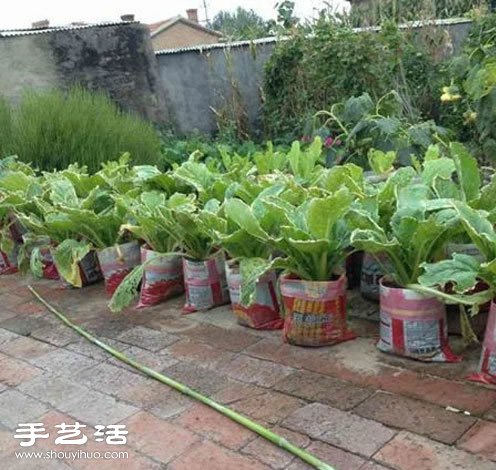 用編織袋種白菜 效果很不錯(cuò)的說！ -  itrip.net.cn