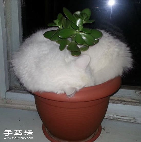 不懂貓咪為嘛要這么睡覺。。。 -  itrip.net.cn