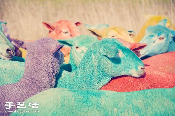 奇幻彩色羊攝影 「DREAM SERIES」 -  itrip.net.cn