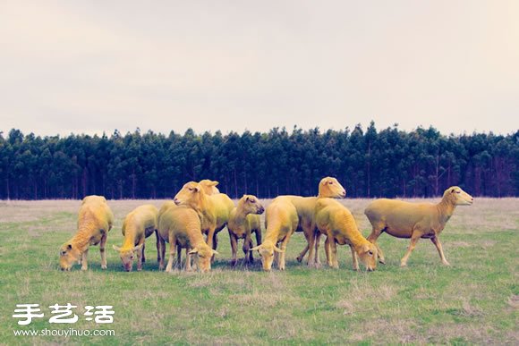 奇幻彩色羊攝影 「DREAM SERIES」 -  itrip.net.cn