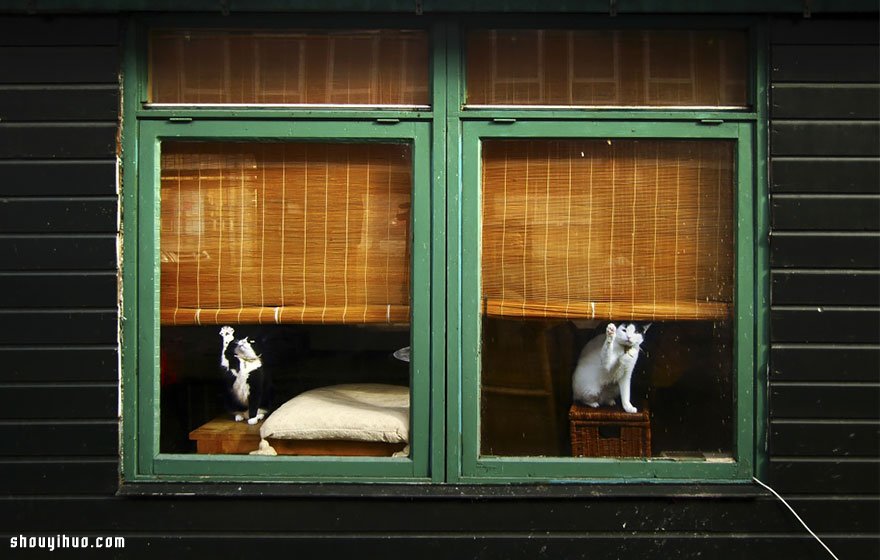 要融化了！超可愛動物們穿透窗戶的凝視~ -  itrip.net.cn