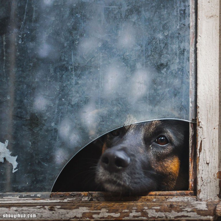 要融化了！超可愛動物們穿透窗戶的凝視~ -  itrip.net.cn
