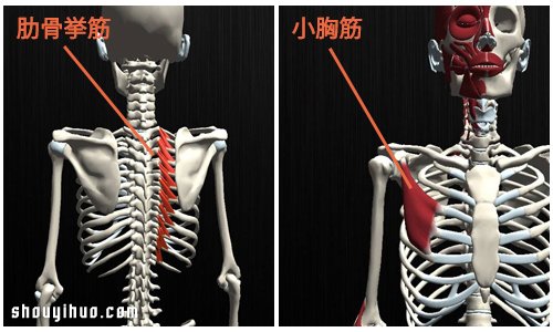 鍛煉3處 專家教你成為「乳溝美人」豐胸術 -  itrip.net.cn