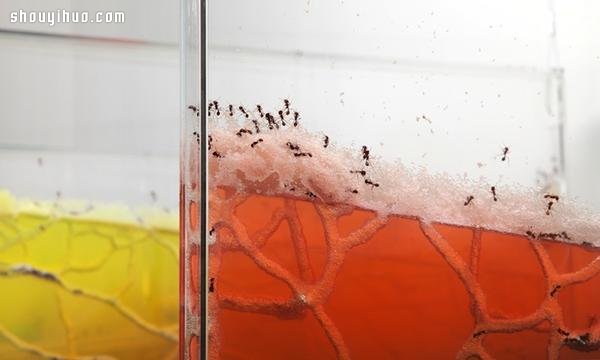 自然界藝術(shù)家 實(shí)景觀看螞蟻本能筑巢 -  itrip.net.cn