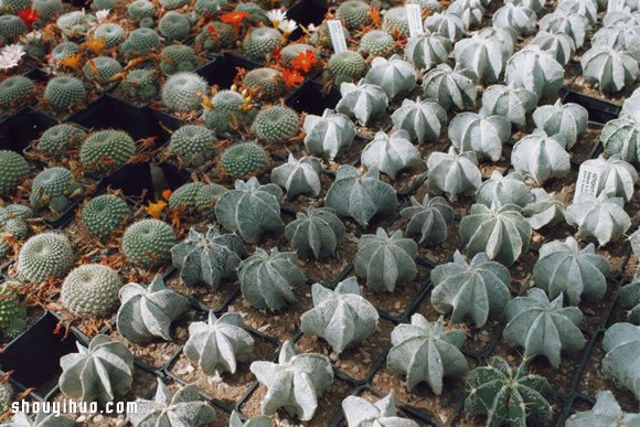 倫敦最大仙人掌園 多肉植物管家Garden Edit -  itrip.net.cn