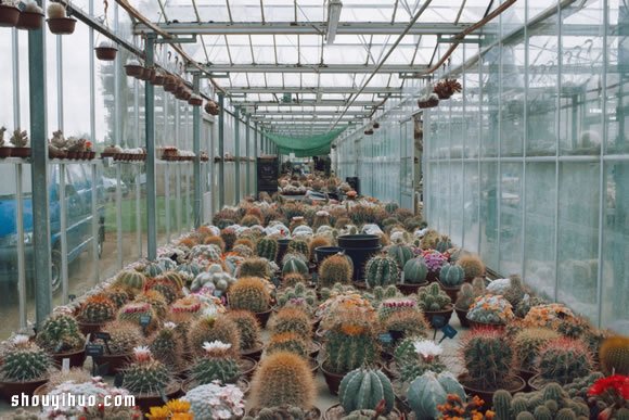 倫敦最大仙人掌園 多肉植物管家Garden Edit -  itrip.net.cn