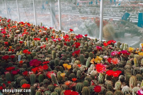 倫敦最大仙人掌園 多肉植物管家Garden Edit -  itrip.net.cn