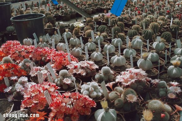 倫敦最大仙人掌園 多肉植物管家Garden Edit -  itrip.net.cn