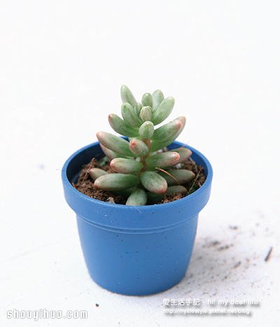 冬天適合種什么?越冷越美的多肉植物組合 -  itrip.net.cn