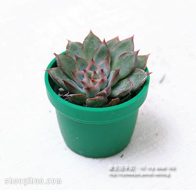 冬天適合種什么?越冷越美的多肉植物組合 -  itrip.net.cn