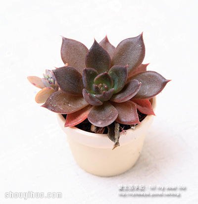 冬天適合種什么?越冷越美的多肉植物組合 -  itrip.net.cn