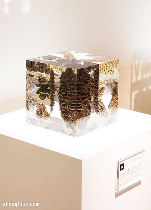 立方塊里的治愈宇宙 京都植物標(biāo)本作品展覽 -  itrip.net.cn