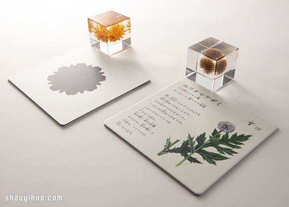立方塊里的治愈宇宙 京都植物標(biāo)本作品展覽 -  itrip.net.cn