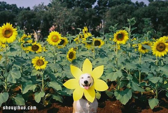 愛笑狗狗 Gluta 的故事 有辛酸也有幸福~ -  itrip.net.cn