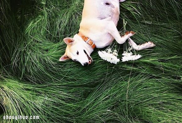 愛笑狗狗 Gluta 的故事 有辛酸也有幸福~ -  itrip.net.cn