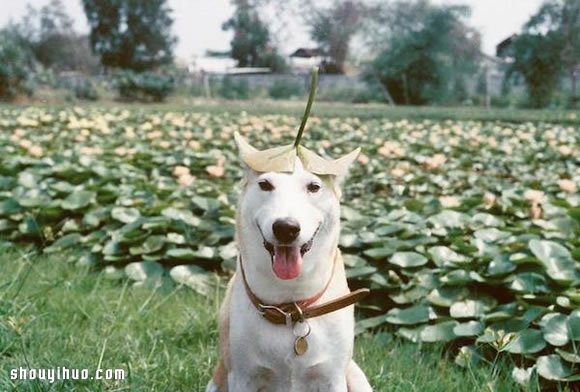 愛笑狗狗 Gluta 的故事 有辛酸也有幸福~ -  itrip.net.cn