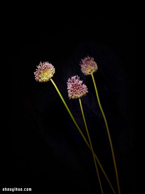 Flowerwork 德國藝術(shù)家設(shè)計的花朵煙花 -  itrip.net.cn