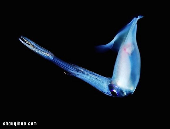 深不可測的海底深處 發(fā)現(xiàn)罕見的海洋生物 -  itrip.net.cn