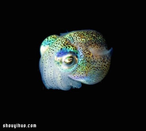深不可測的海底深處 發(fā)現(xiàn)罕見的海洋生物 -  itrip.net.cn