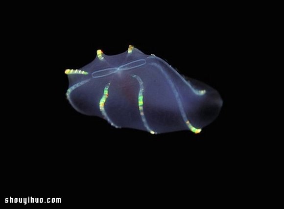 深不可測的海底深處 發(fā)現(xiàn)罕見的海洋生物 -  itrip.net.cn