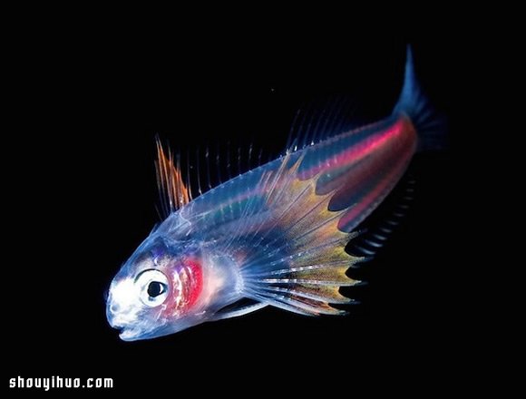 深不可測的海底深處 發(fā)現(xiàn)罕見的海洋生物 -  itrip.net.cn