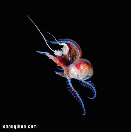 深不可測的海底深處 發(fā)現(xiàn)罕見的海洋生物 -  itrip.net.cn