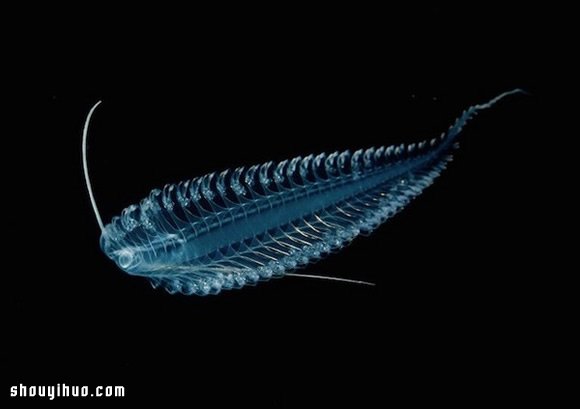 深不可測的海底深處 發(fā)現(xiàn)罕見的海洋生物 -  itrip.net.cn