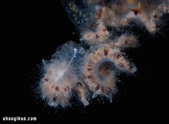 深不可測的海底深處 發(fā)現(xiàn)罕見的海洋生物 -  itrip.net.cn