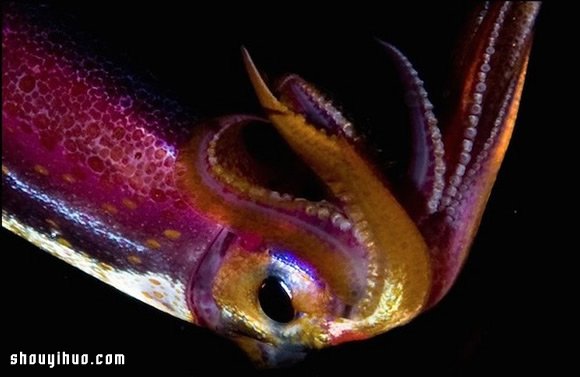 深不可測的海底深處 發(fā)現(xiàn)罕見的海洋生物 -  itrip.net.cn