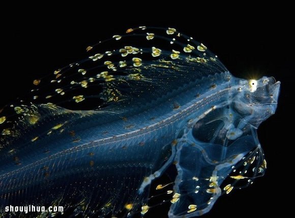 深不可測的海底深處 發(fā)現(xiàn)罕見的海洋生物 -  itrip.net.cn