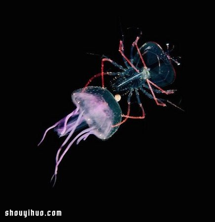 深不可測的海底深處 發(fā)現(xiàn)罕見的海洋生物 -  itrip.net.cn