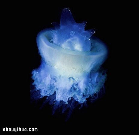深不可測的海底深處 發(fā)現(xiàn)罕見的海洋生物 -  itrip.net.cn