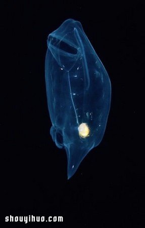 深不可測的海底深處 發(fā)現(xiàn)罕見的海洋生物 -  itrip.net.cn