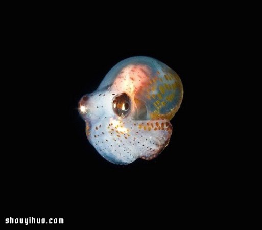 深不可測的海底深處 發(fā)現(xiàn)罕見的海洋生物 -  itrip.net.cn