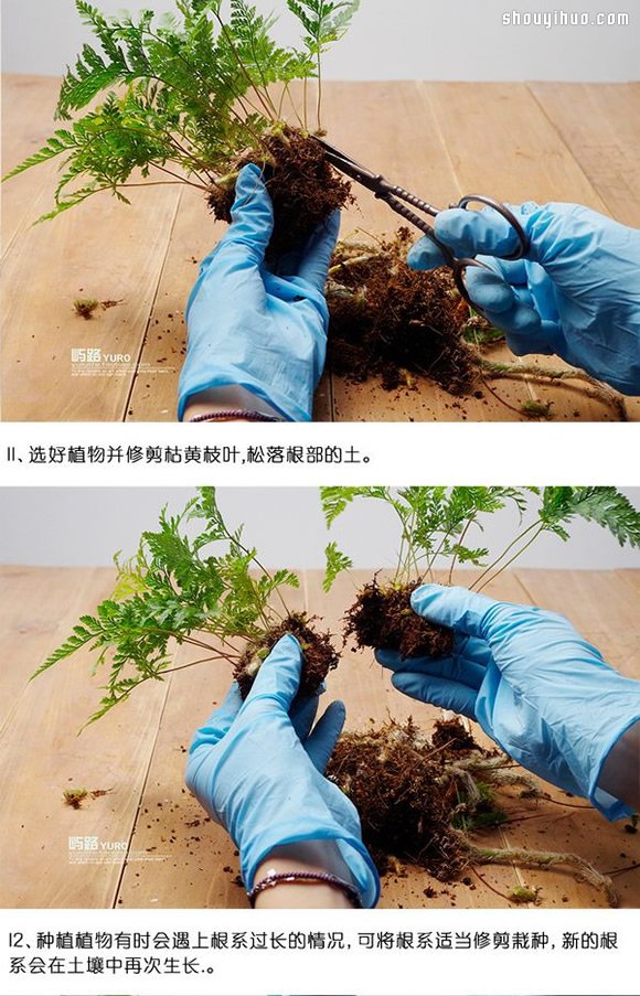 苔蘚微景觀制作材料及方法詳細圖解教程 -  itrip.net.cn