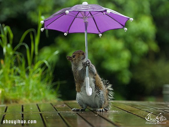 躲雨松鼠的撐傘萌照 帶給你一整天的好心情 -  itrip.net.cn