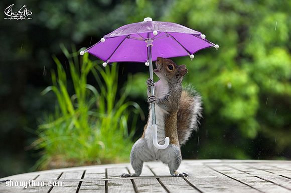 躲雨松鼠的撐傘萌照 帶給你一整天的好心情 -  itrip.net.cn