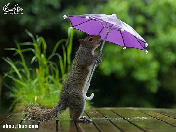 躲雨松鼠的撐傘萌照 帶給你一整天的好心情 -  itrip.net.cn